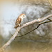 The Barn Owl again by rosiekind