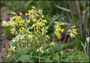 14th Apr 2016 - Cowslips