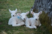 14th Apr 2016 - morning lambs