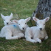 morning lambs by christophercox