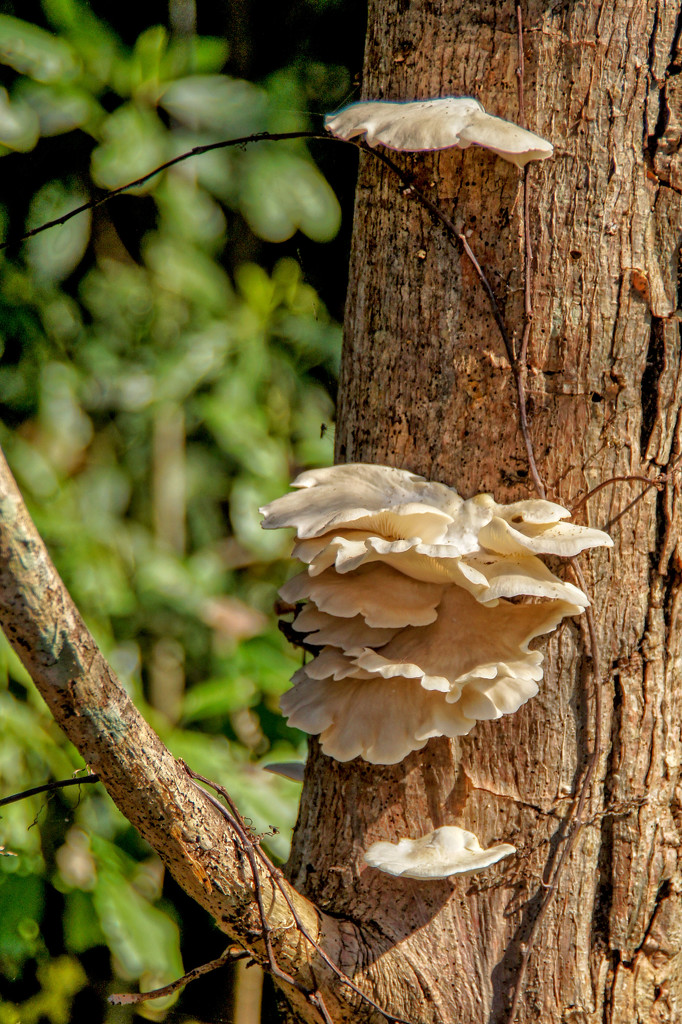 Fungi by danette
