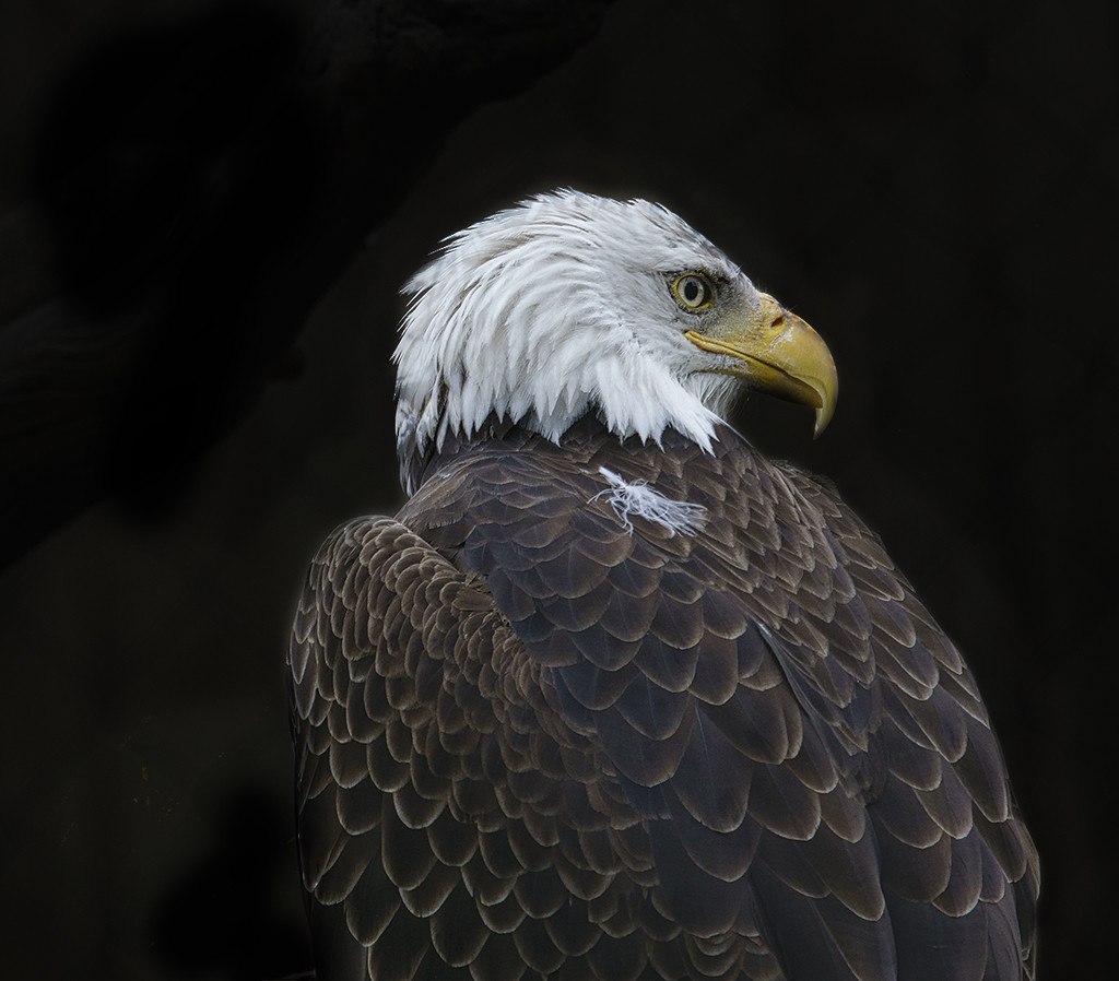 Bald Eagle by gardencat