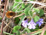 14th Apr 2016 - Bee Fly - Bombylius major