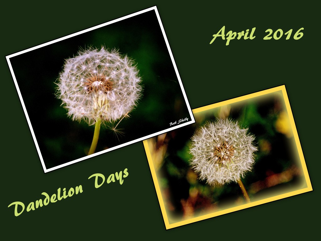 Dandelion Days by vernabeth