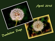 12th Apr 2016 - Dandelion Days