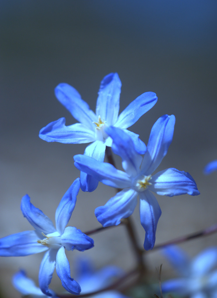 Delicate and Blue by jayberg
