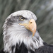Bald Eagle II by leonbuys83