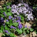 Violets and Phlox  by tunia