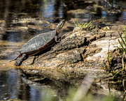 14th Apr 2016 - Painted Turtle