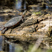 Painted Turtle by rminer