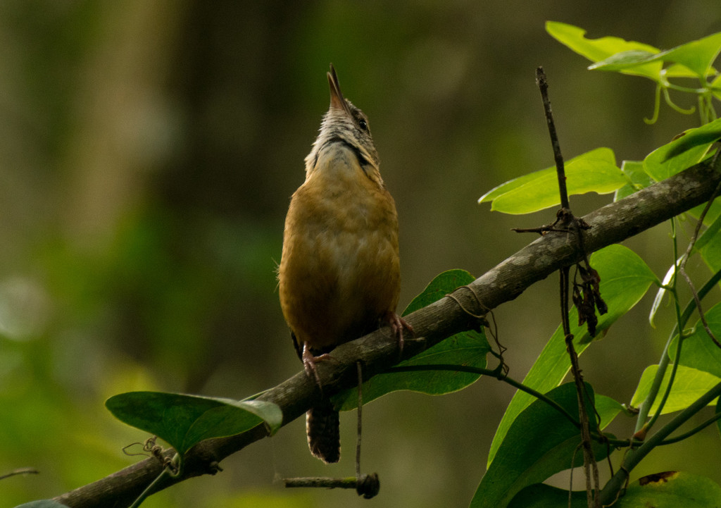 Carolina Wren, singing it's heart out!! by rickster549