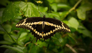 14th Apr 2016 - Swallowtail Butterfly!