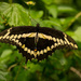 Swallowtail Butterfly! by rickster549