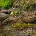 Sleepy Ducks! by rickster549