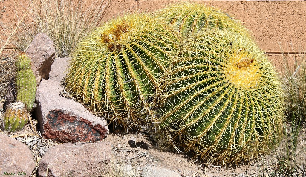 Golden Barrel Cactus by harbie