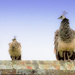 Peahen and youngsters by shepherdmanswife