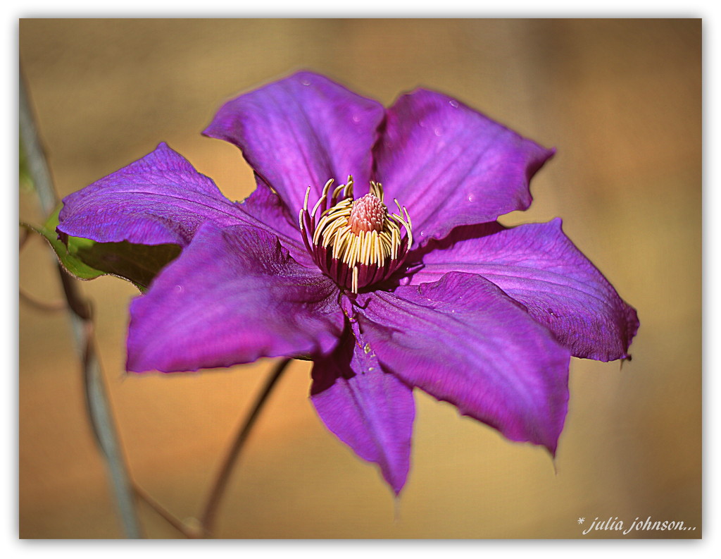 Out of Season Clematis... by julzmaioro