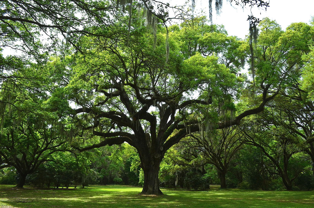 Live oak, Charles Towne Landing State Historic Site, Charleston, SC by congaree