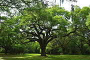 15th Apr 2016 - Live oak, Charles Towne Landing State Historic Site, Charleston, SC