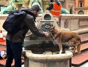 14th Apr 2016 - A thirsty dog, and a thoughtful passerby