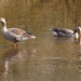 Greylag Geese by oldjosh