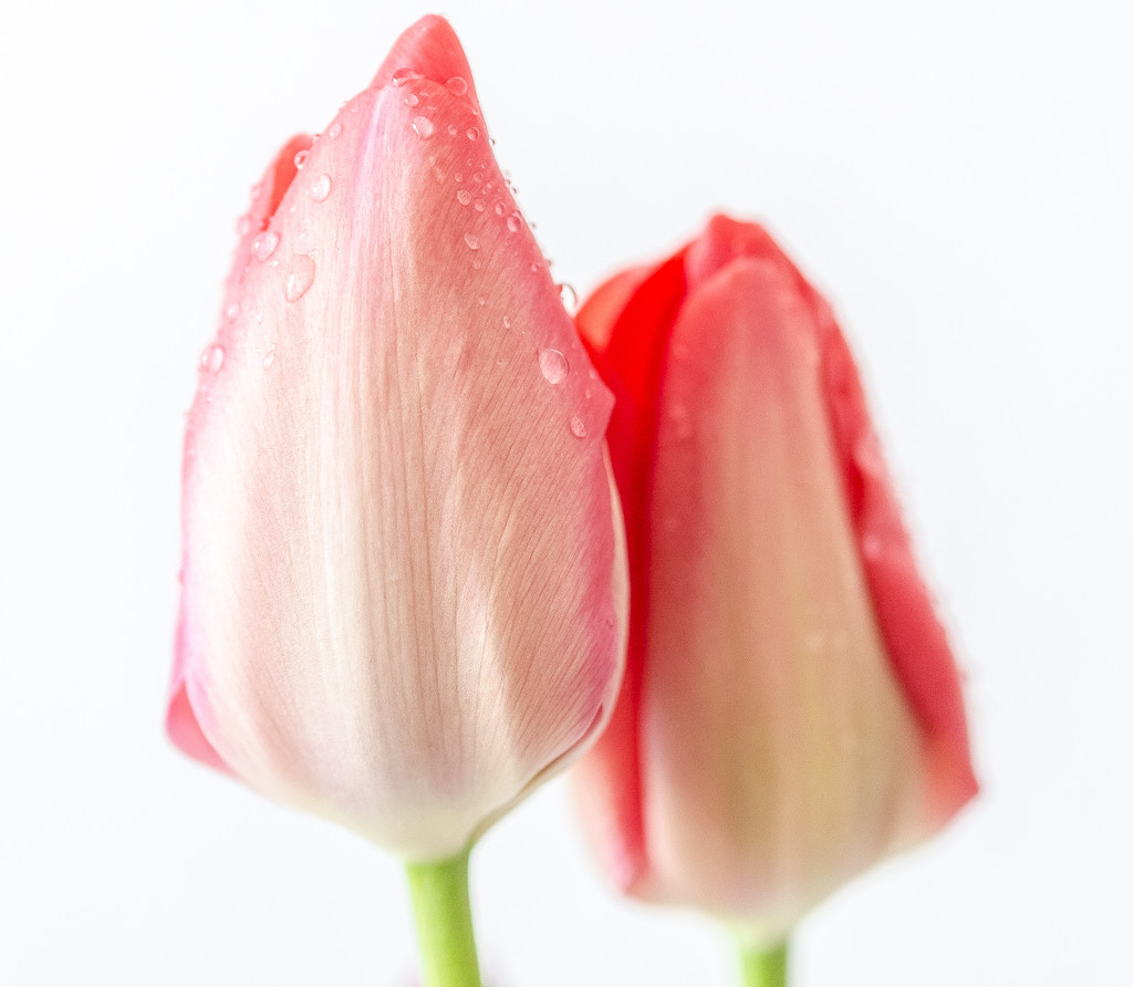 Tulips by tonygig