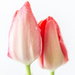 Tulips by tonygig
