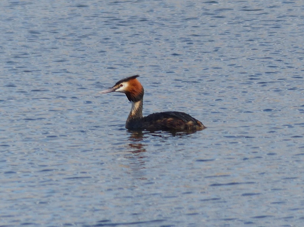 Great Crested Grebe  by susiemc
