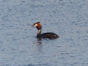 31st Mar 2016 - Great Crested Grebe 