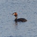 Great Crested Grebe  by susiemc