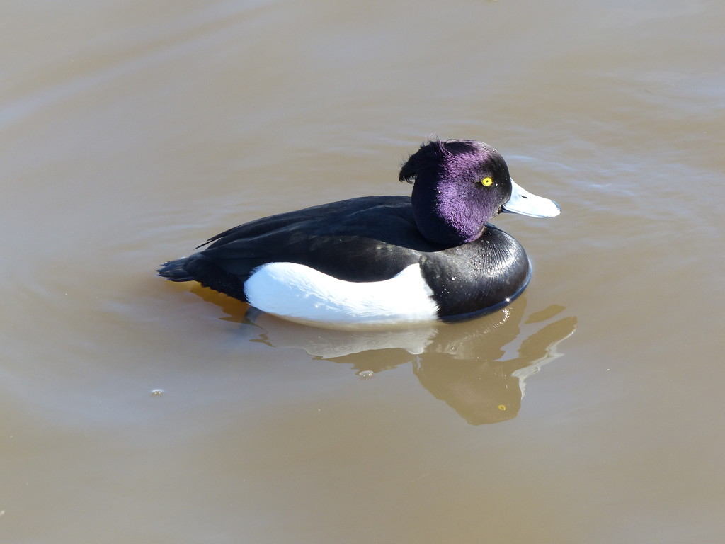 Male Tufted Duck by susiemc
