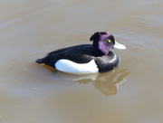 1st Apr 2016 -  Male Tufted Duck