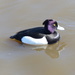  Male Tufted Duck by susiemc