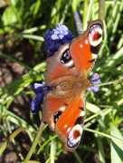 31st Mar 2016 - First butterfly of Spring