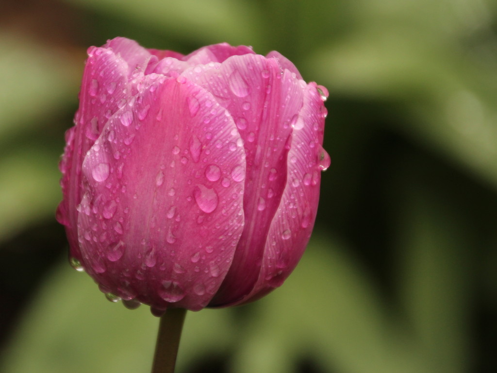 Rainy day tulip by busylady
