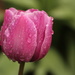 Rainy day tulip by busylady