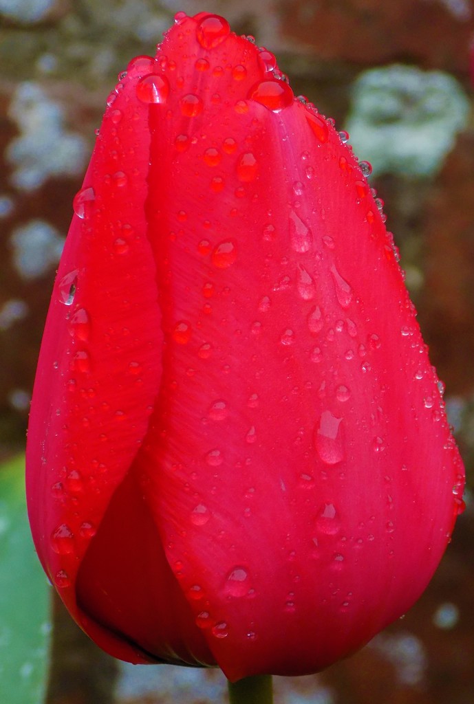 Red tulip by flowerfairyann
