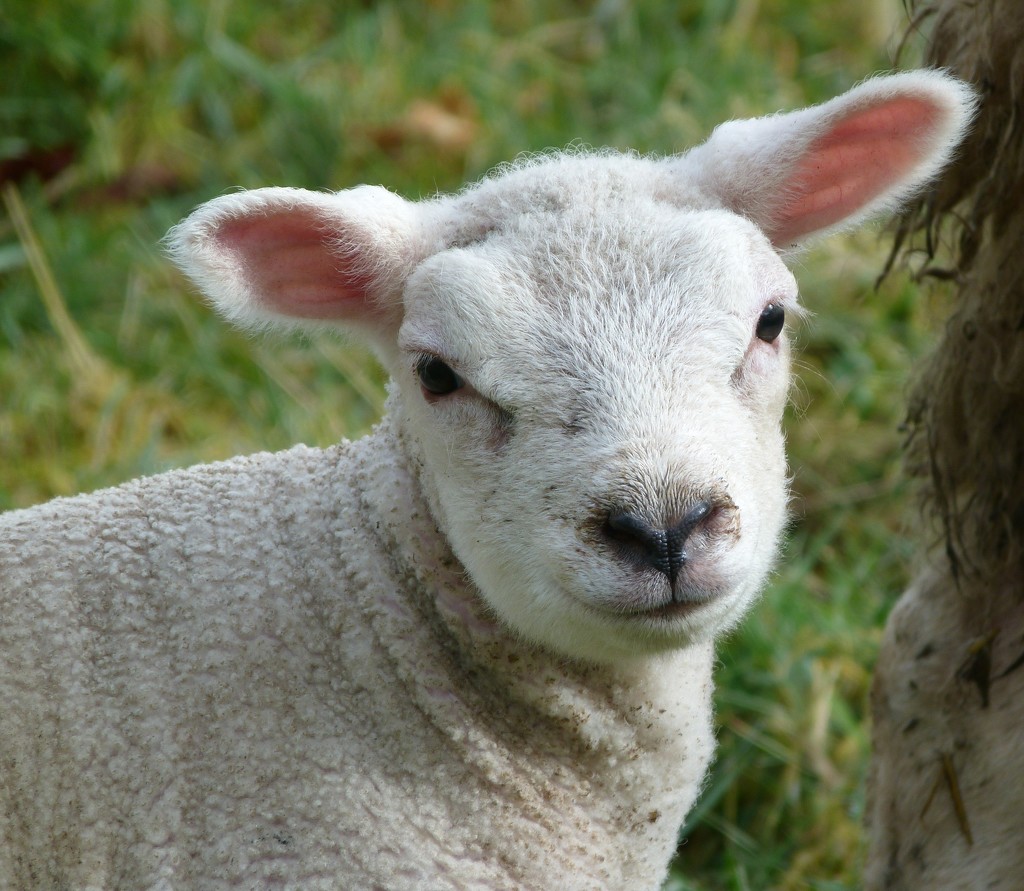 Spring lamb by shirleybankfarm