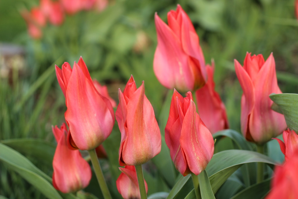 Tulips. Again. by beckyk365
