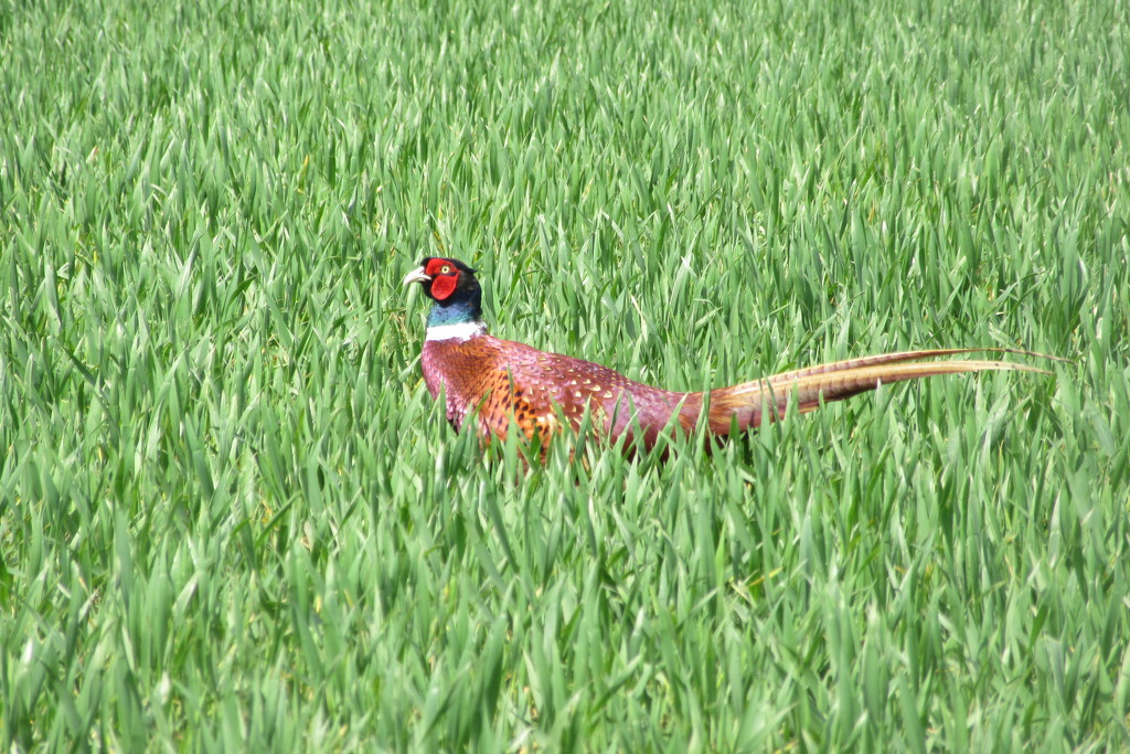 Pheasant in the sun by lellie
