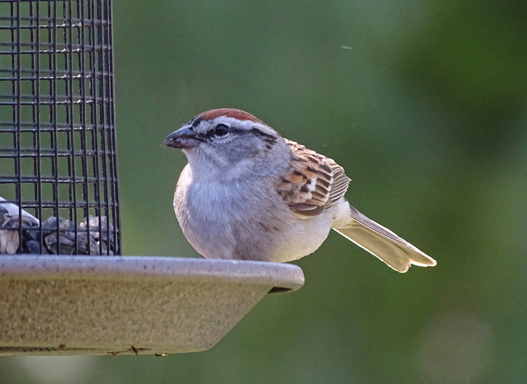 Chipping Sparrow by annepann