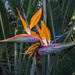 110 - Bird of Paradise Flower (Strelitzia) by bob65