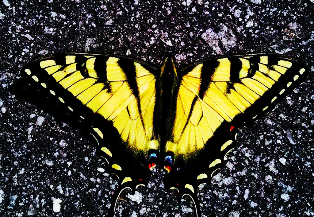 Butterfly by scottmurr