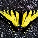 Butterfly by scottmurr