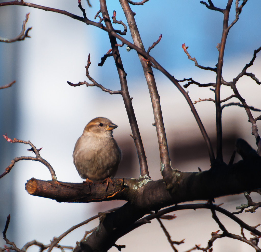 Little birdie in the tree by joansmor