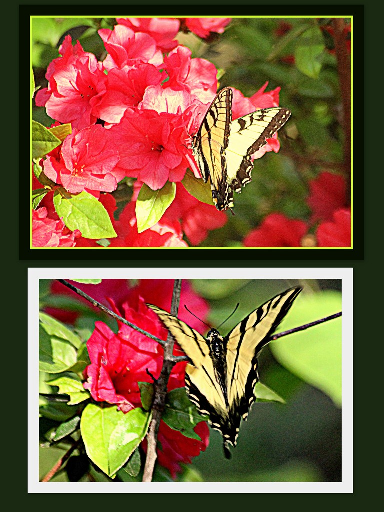 Azalias and Butterflies by vernabeth
