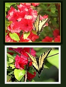 13th Apr 2016 - Azalias and Butterflies