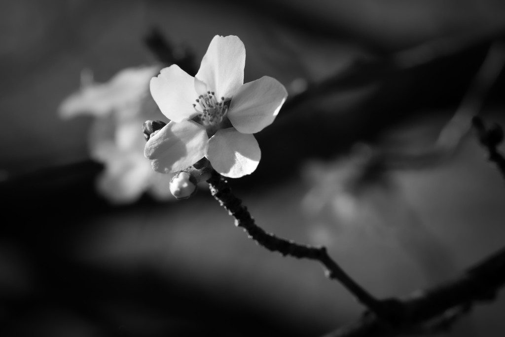 Dark Spring  by mzzhope