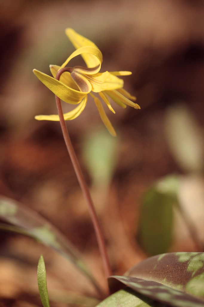 Trout Lily by mzzhope
