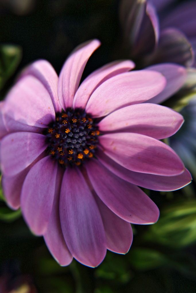 Purple Flower by randy23
